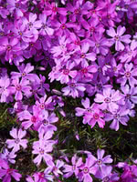 Majestic Magenta Phlox