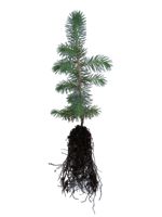 Dragon Spruce - 2 Year Old