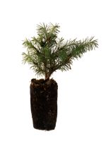 Dwarf Alberta Spruce - 1 Year Old