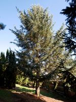 Meyers Spruce