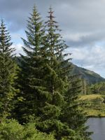 Sitka Spruce