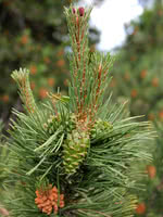 European Black Pine