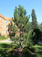 European Black Pine