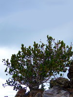 Bristlecone Pine