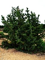 Rocky Mountain Bristlecone Pine