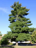 White Pine