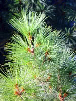 Eastern White Pine - 1 Year Old
