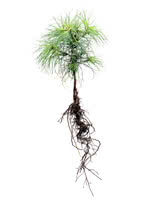 Eastern White Pine - 2 Year Old
