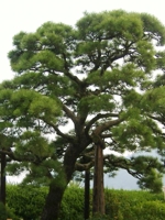 Pinus Thunbergiana