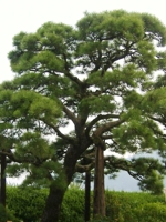 Japanese Black Pine