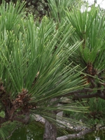 Pinus Thunbergiana