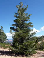 Rocky Mountain White Pine