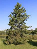 Lodgepole Pine