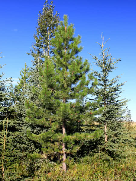 Lodgepole Pine for Sale - TreeTime.ca