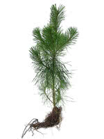 Lodgepole Pine - 2 Year Old
