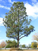 Western Yellow Pine