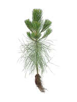 Ponderosa Pine - 3 Year Old