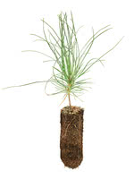Red Pine - 1 Year Old