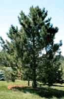 Red Pine