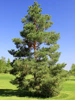 Ponderosa Pine (Pinus ponderosa) in Edmonton St Albert Sherwood Park Stony  Plain Alberta AB at Millcreek Nursery Ltd