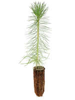Scots Pine - 1 Year Old
