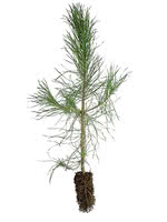 Scots Pine - 2 Year Old