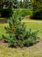 Swiss Stone Pine