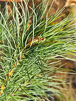 Western White Pine