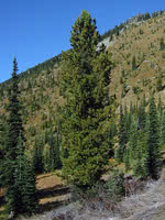 Whitebark Pine