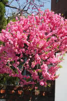 Double Flowering Plum