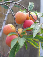 Patterson Pride Plum