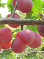 Pembina Plum