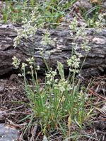 Alpine Bluegrass