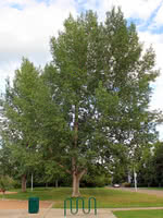 Assiniboine Poplar