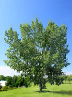 Eastern Balsam Poplar