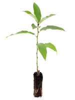 Balsam Poplar - 1 Year Old (Male)