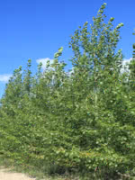 Hybrid Poplar