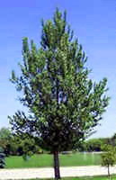 Hill Poplar