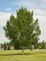 Jacks Hybrid Poplar