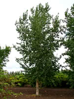 hybrid poplar tree