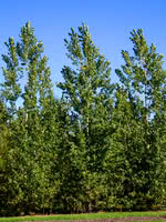 Prairie Sky Poplar