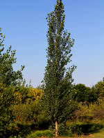 Sundancer Hybrid Poplar