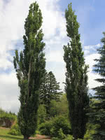 Tower Poplar