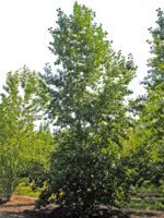 Tristis Poplar