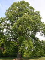 Tulip Poplar