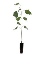 Prairie Sky Poplar - 1 Year Old