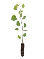 Skyfest Poplar - 1 Year Old