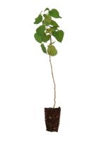 Swedish Aspen - 1 Year Old Tissue Culture