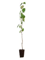 Tower Poplar - 1 Year Old Tissue Culture
