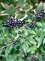 Wild Privet